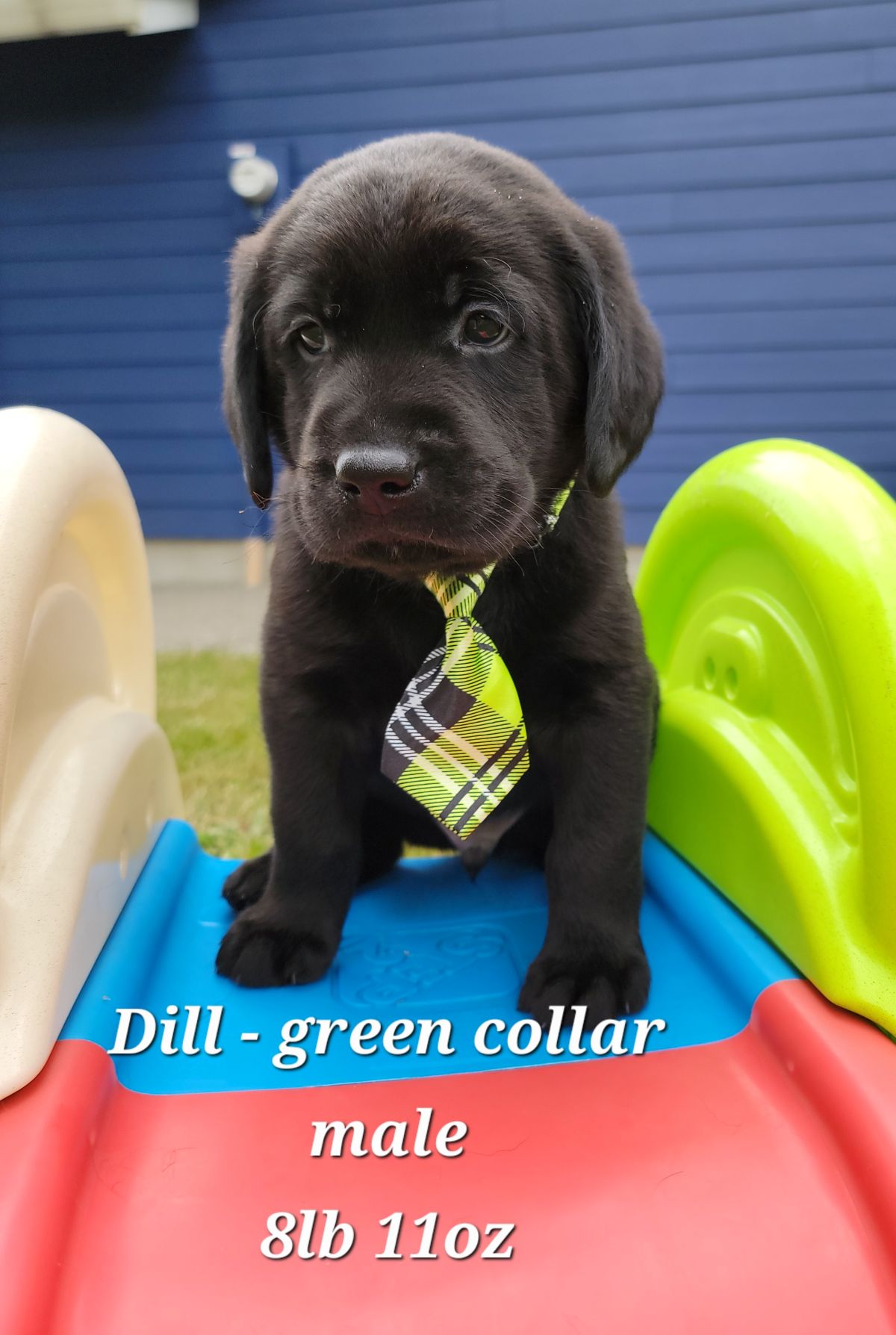 Storm & Maverick #67  green 6wks.jpg