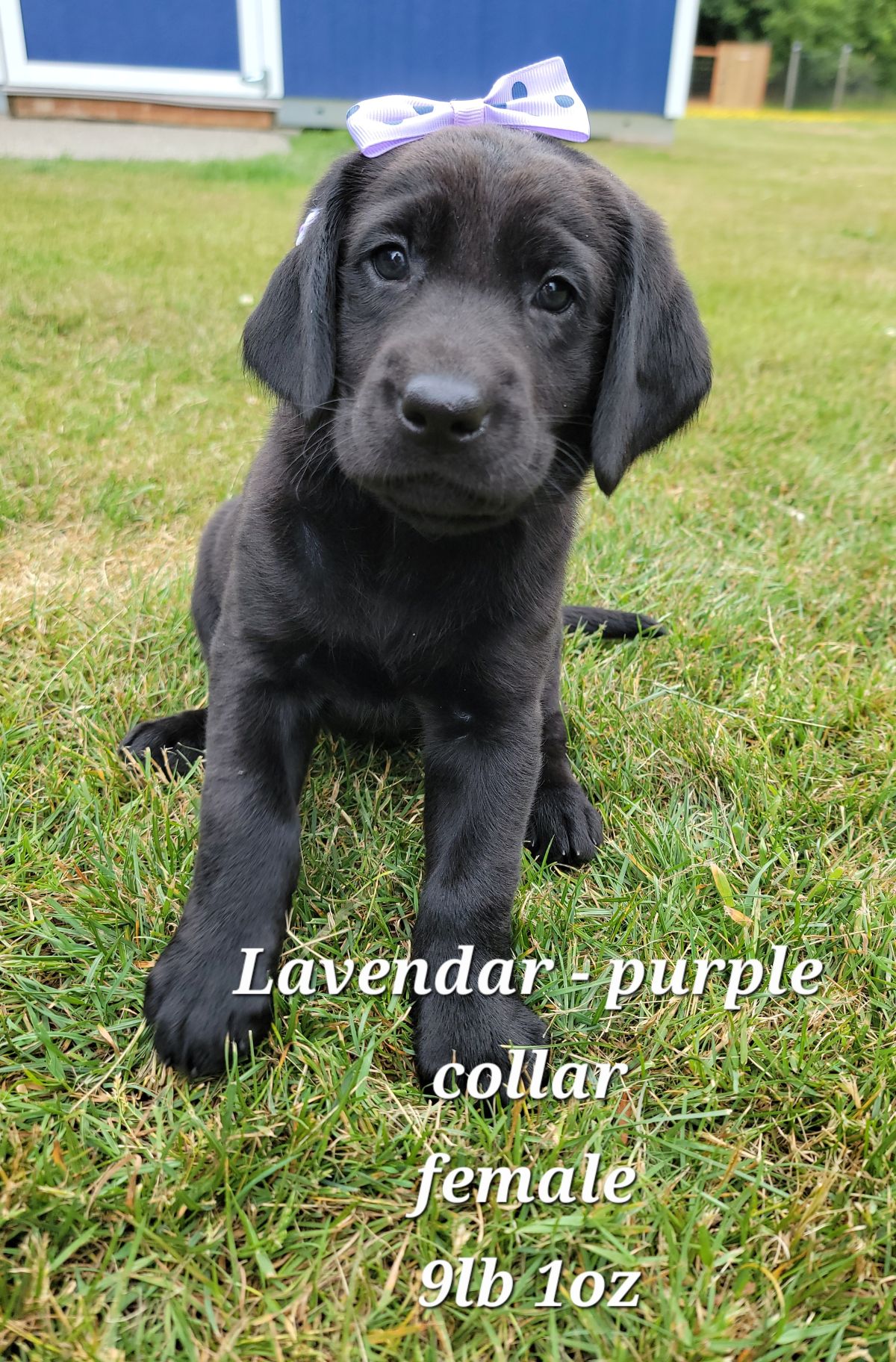 Storm & Maverick #67 purple 6wks.jpg