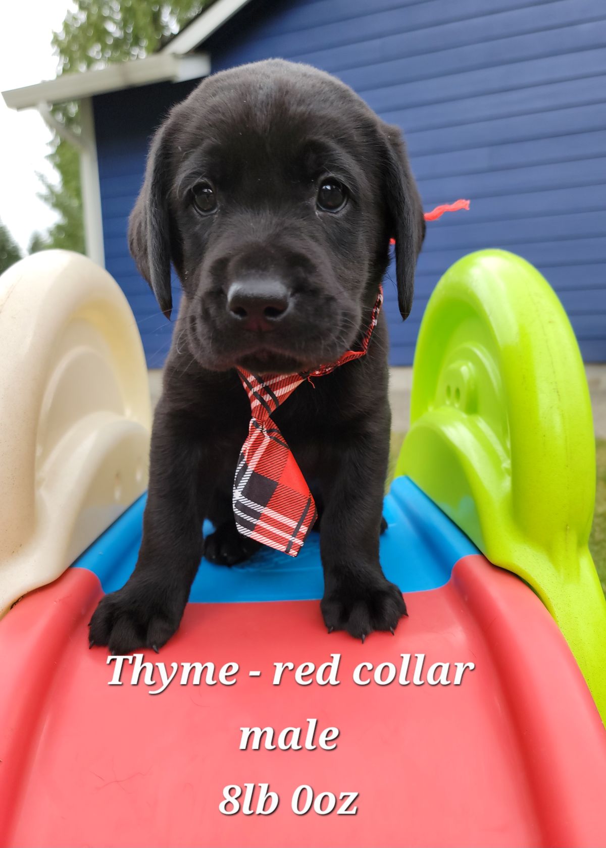 Storm & Maverick #67  red  6wks.jpg