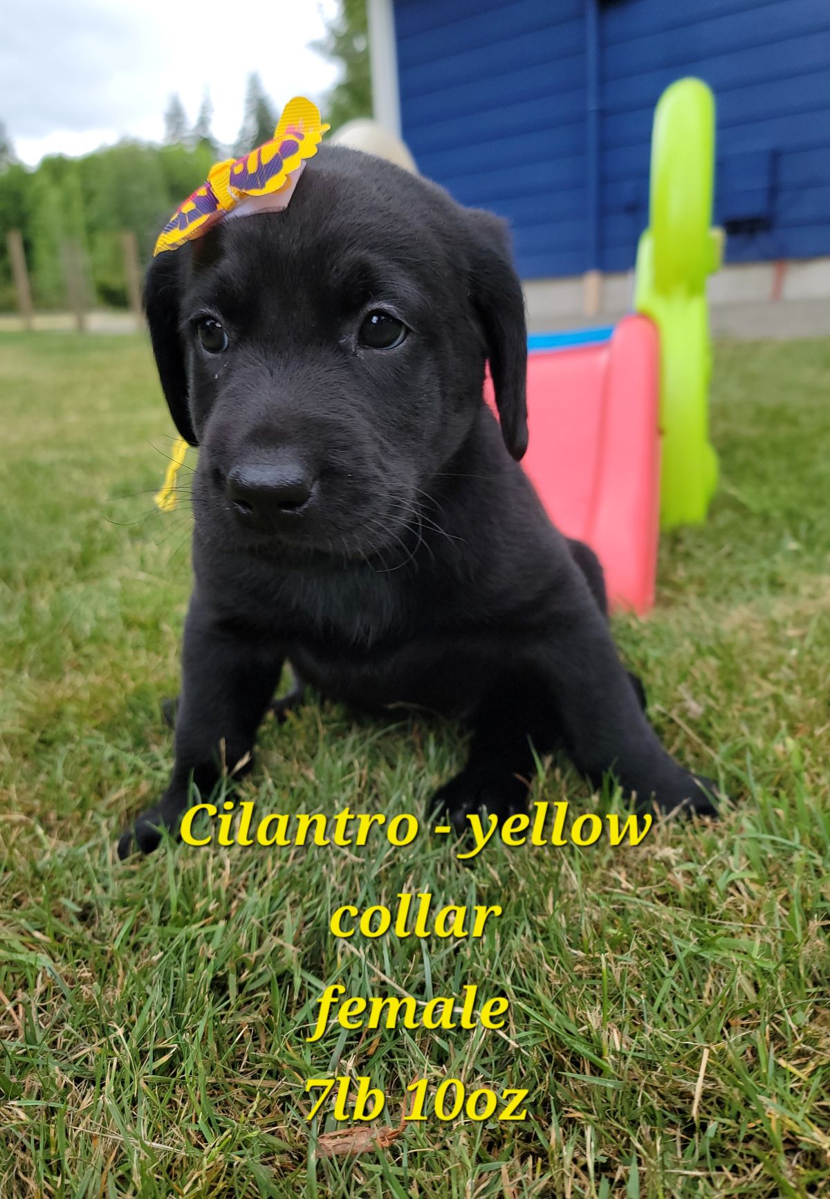 Storm & Maverick #67  yellow  6wks.jpg