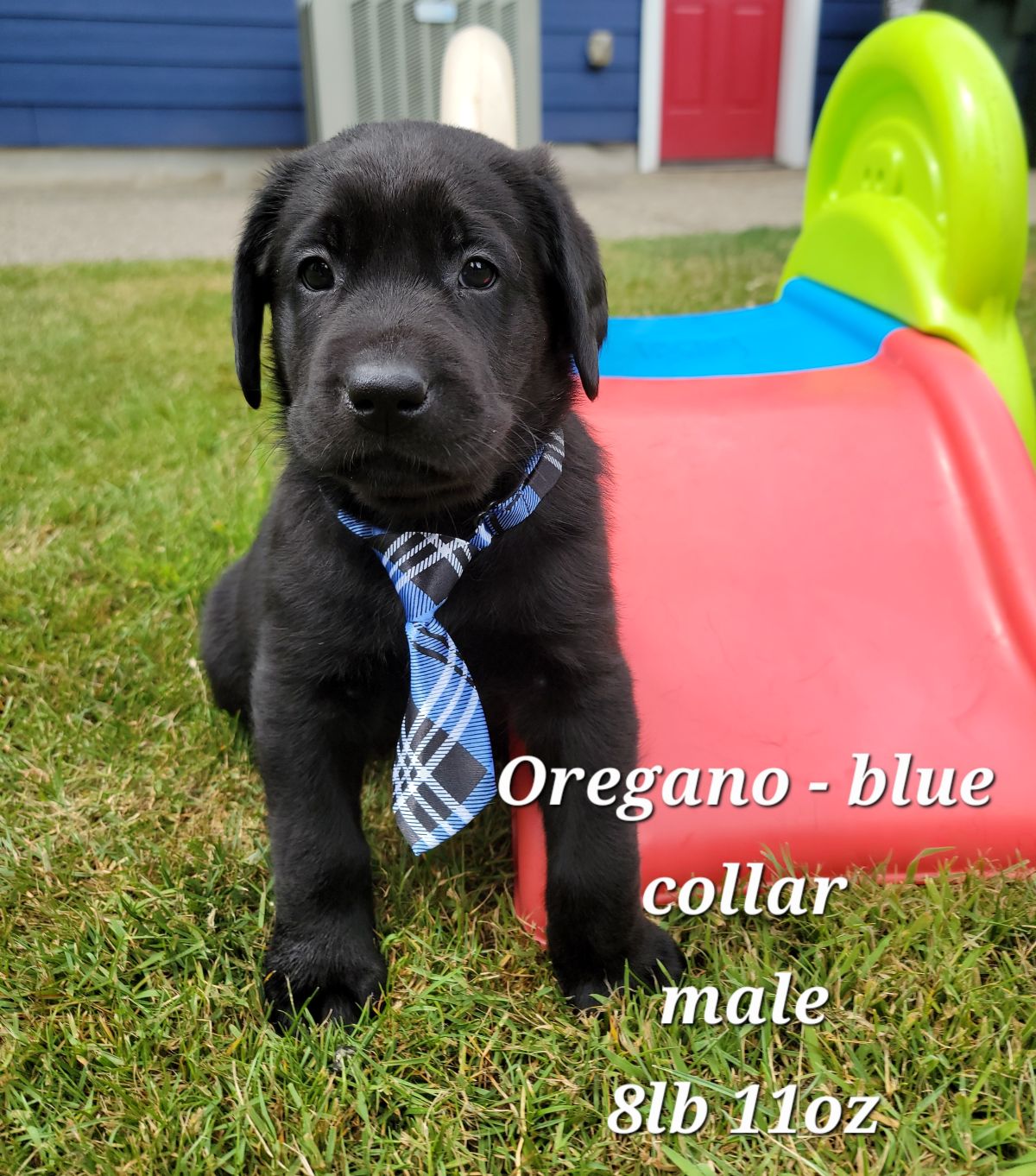 Strom & Maverick #67  blue  6wks.jpg