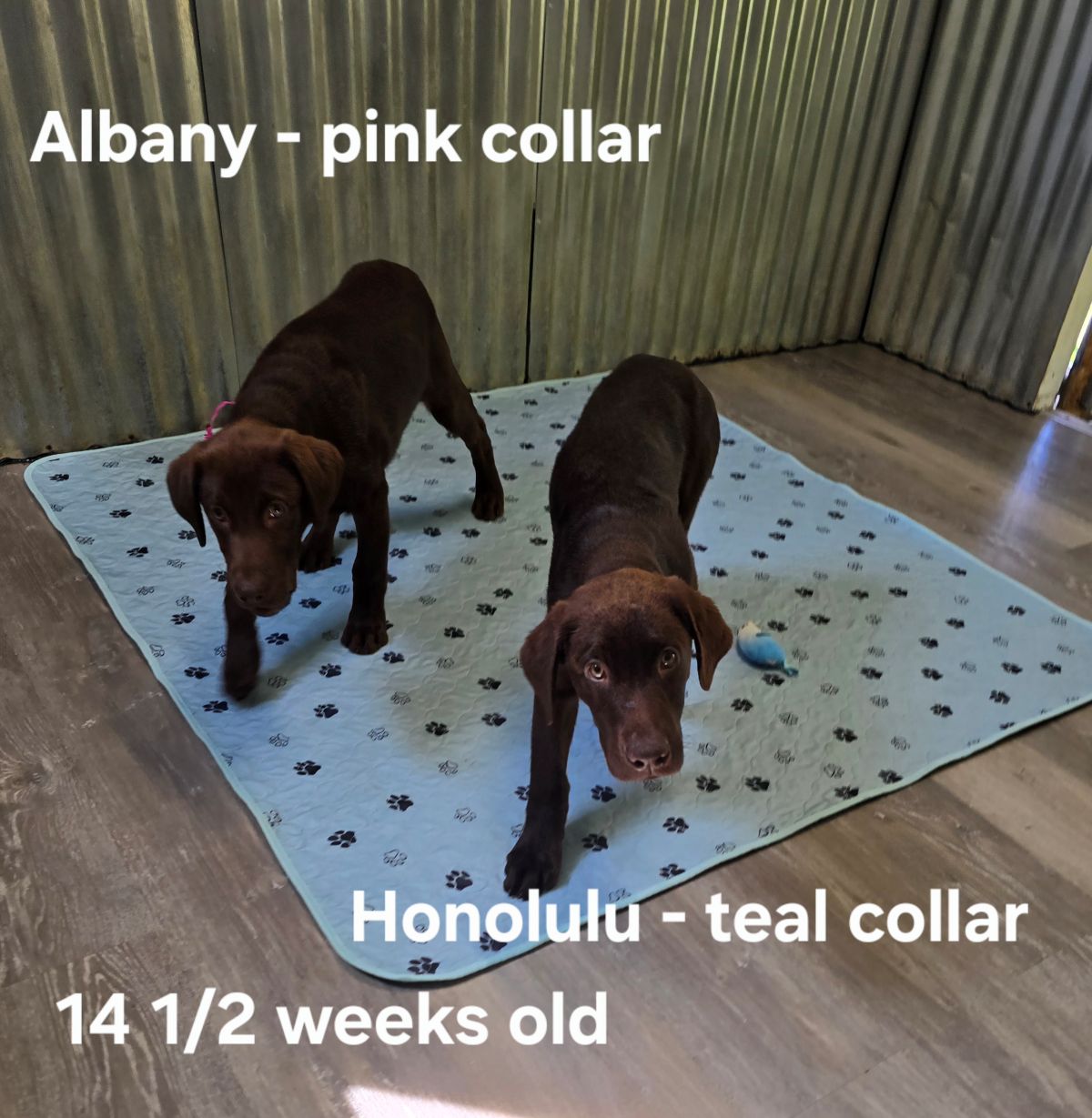 Albany & Honolulu - pink & teal 14.5 weeks.jpg