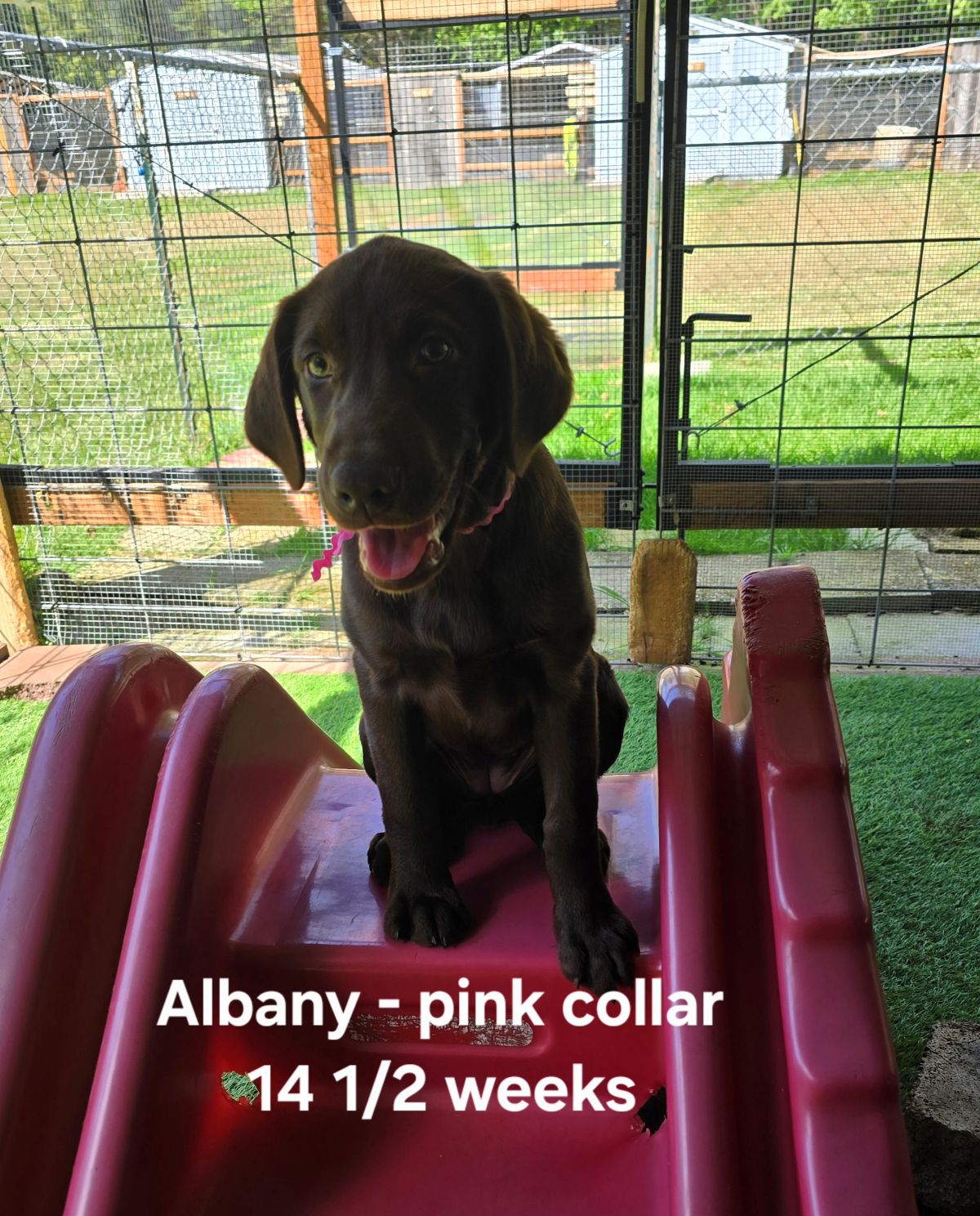 Albany - pink collar  14.5 weeks.jpg
