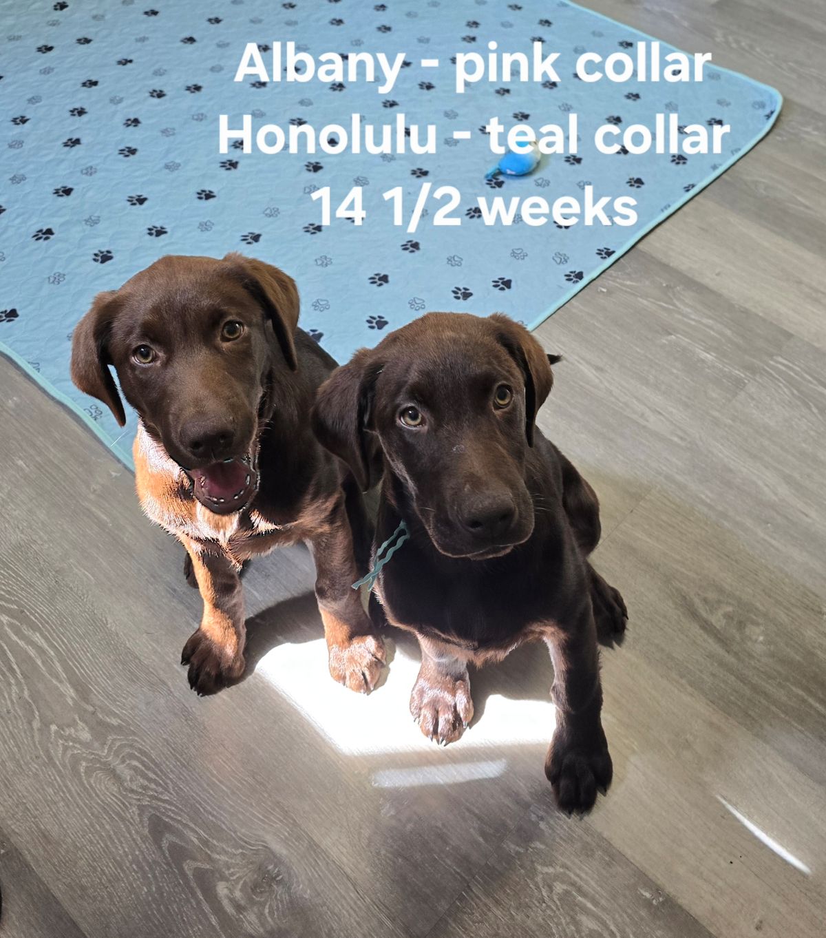 Honolulu & Albany - teal & pink 14.5 weeks.jpg