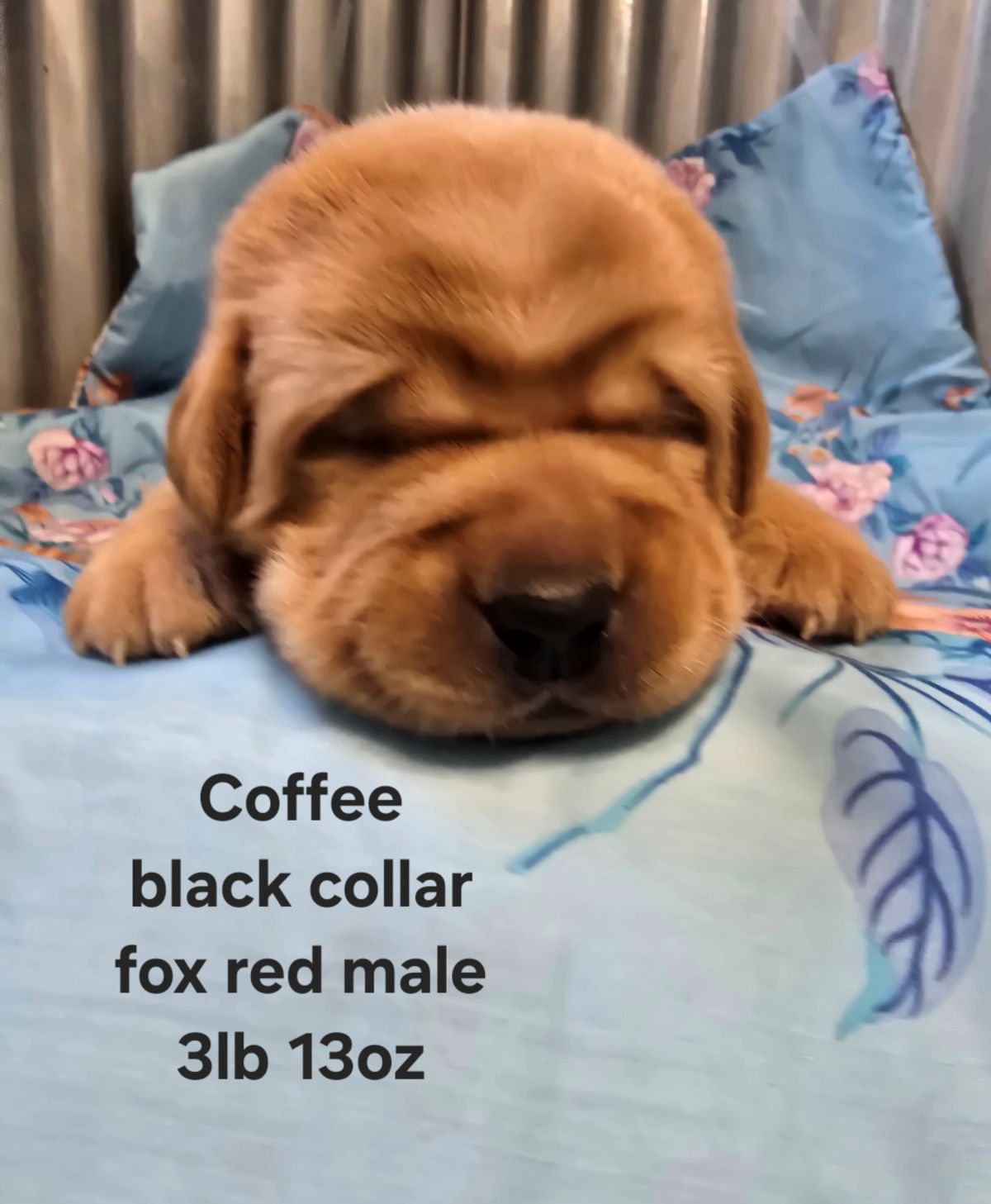 Jaz & Finn #72  black 2wks.jpg