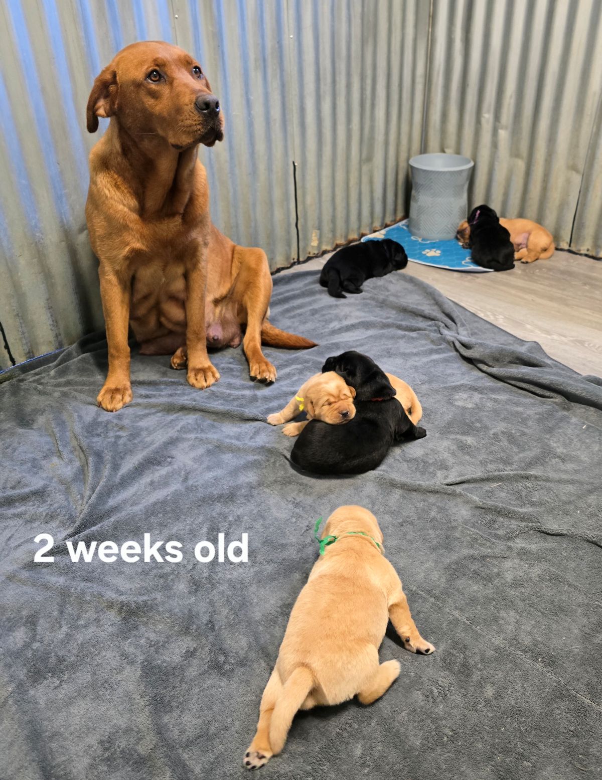 Jaz & Finn #72 grp 2wks.jpg