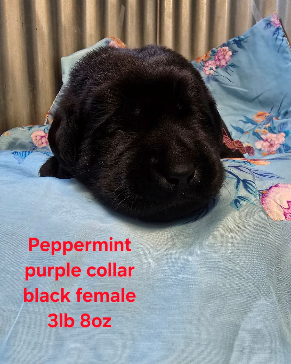 Jaz & Finn #72  purple  2wks.jpg