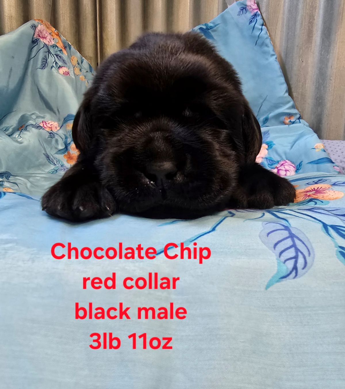 Jaz & Finn #72  red  2wks.jpg