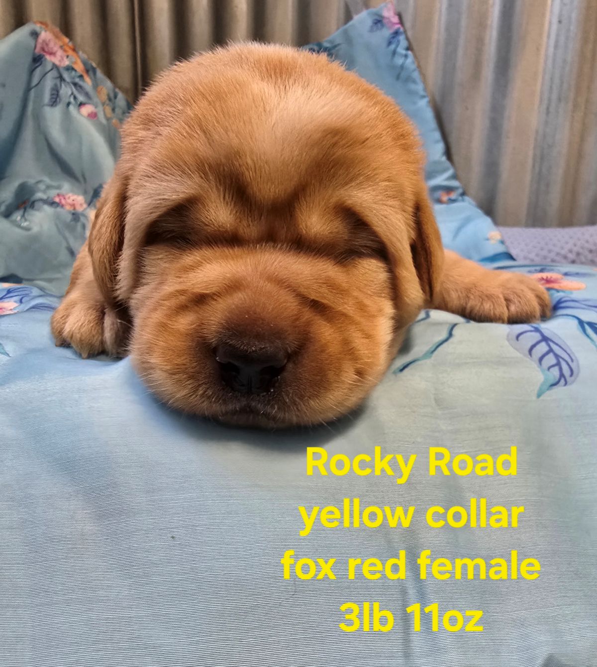 Jaz & Finn #72  yellow  2wks.jpg