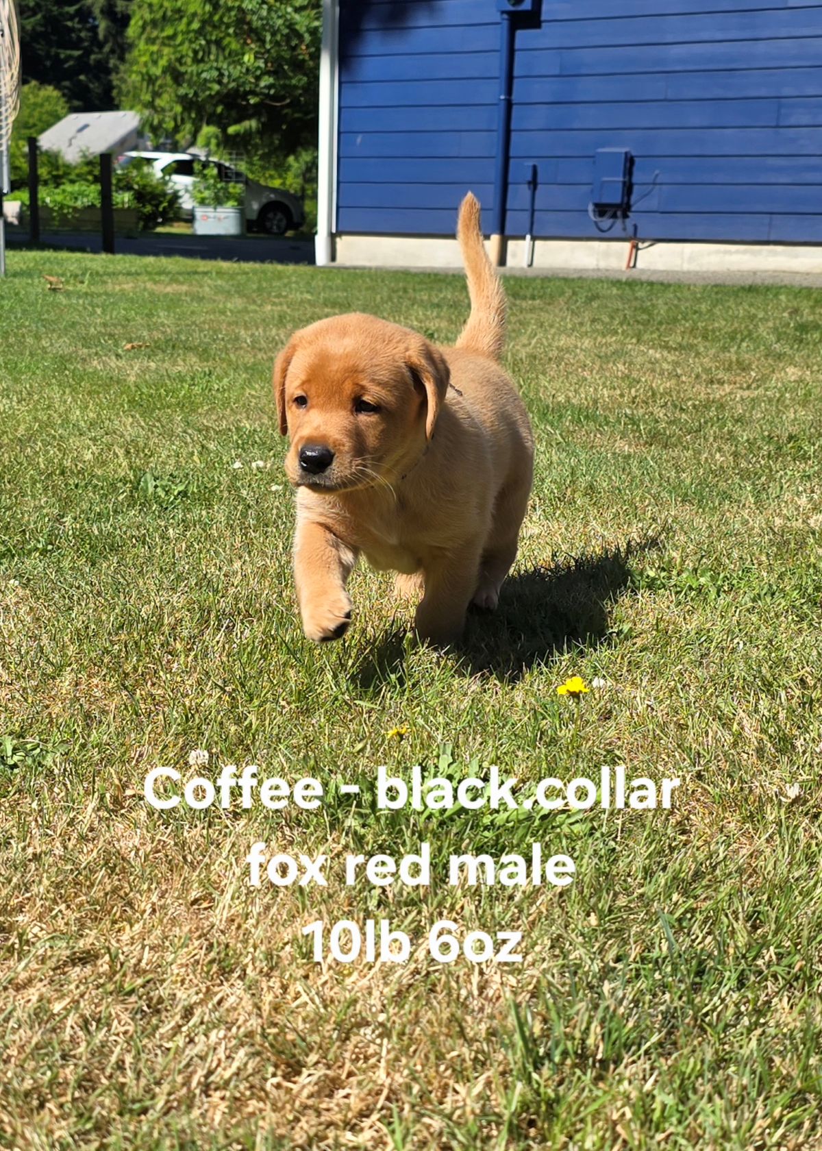 Jaz & Finn #72  black  6wks.jpg
